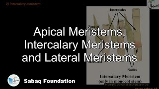 Apical Meristems, Intercalary Meristems and Lateral Meristems