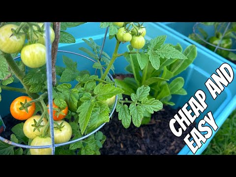 Cheap and Easy DIY Tote Garden I recently lost one of my rescue cats to Feline Aortic Thromboembolism aka Fate or Saddle Thrombus. 
