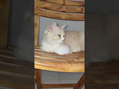 Mochi Lover Cat Videos Viral Videos #catvideos #cat