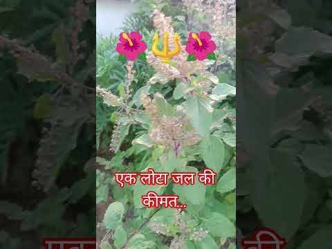 जो तुलसी की क्यार में जल समर्पित करता है #pandit_pradeep_ji_mishra#upa#pradeepmishrajikeupay#shorts