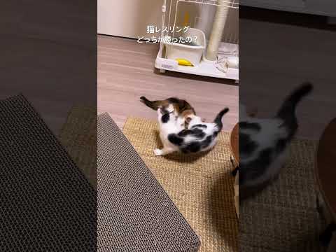 #猫　#レスリング　#勝敗の行方