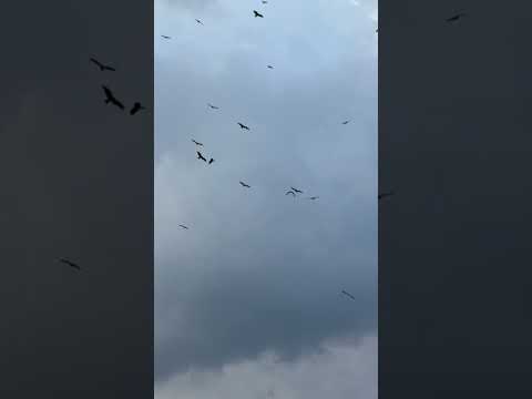 The sky filled with soaring eagles makes for a breathtaking view #nature #eagles #birds #views #fyp