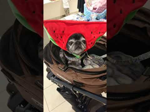 黒パグ小梅🐶Googleが作ってくれたスライドショー📸色んな小梅🐶