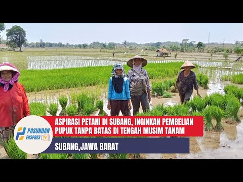 Aspirasi Petani di Subang, Inginkan Pembelian Pupuk Tanpa Batas di Tengah Musim Tanam