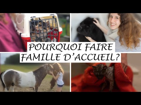 4 RAISONS DE DEVENIR FAMILLE D'ACCUEIL POUR ANIMAUX (CHIENS, CHATS & CO)