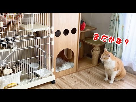 子猫がケージから出てくるのを待つ猫