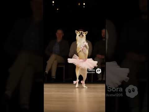 The dog is performing ballet #dog #cute #trending #viral #shorts #animals #1million