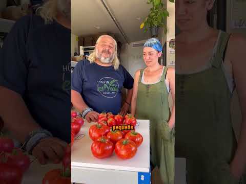 🍅 Este es el mejor tomate de España 2025 #shorts