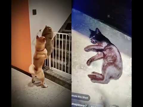 cat helping dog🤣🤣🤣😍🤣🤣🤣