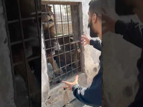 Lion VS Me🦁🤪#lion #simmba #youtubeshorts #youtube #shortvideo #Usama's Tigers