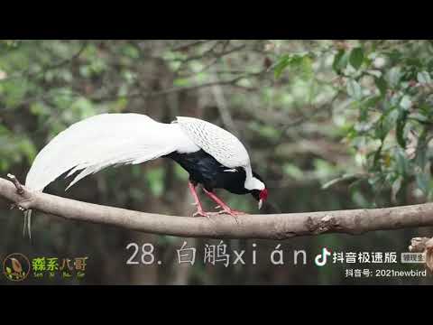 tiếng hót của các loài chim quanh ta