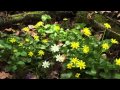 Exploring Seasonal Forests in Spring