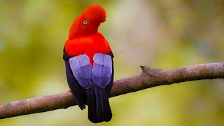 Las Aves Más Lindas del Mundo