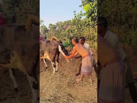 Dystocia in cattle#difficulty in birth of a cow#birth of a beautiful Holstein calf