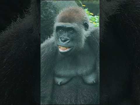 gorilla cute expression 😀😆 #gorillatag #金剛猩猩 #台北市立動物園 #zoo #animals サムネイル