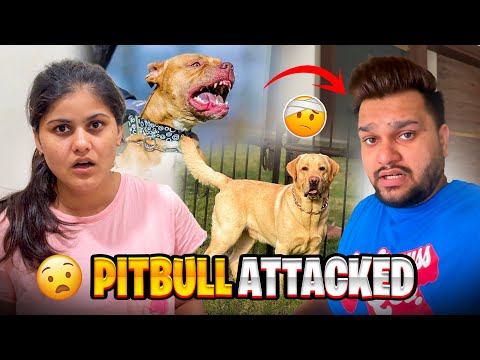 PITBULL DOG ATTACKED ON ME 😨