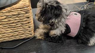 Meet Nina the puppy. She is the cutest animal in the world :)