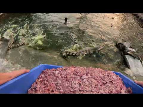 Feeding crocodiles in the first person Even though the action may seem dangerous,