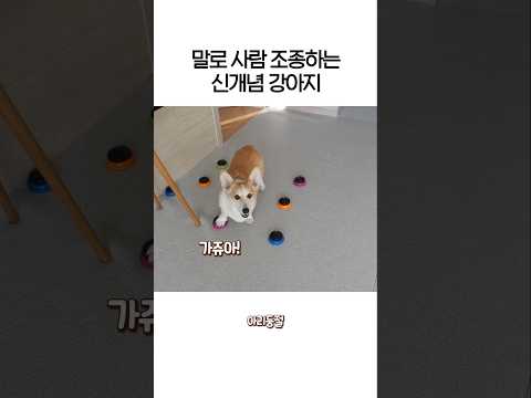 난 지금 당장 산책이 가고 싶다구~!!
