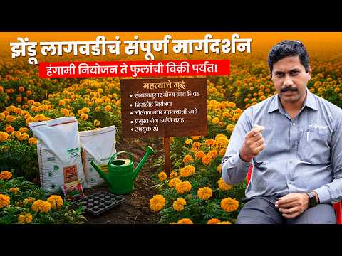 झेंडू लागवड करताय? मग हे चुकवू नका! | Marigold Farming in Maharastra | AgroStar