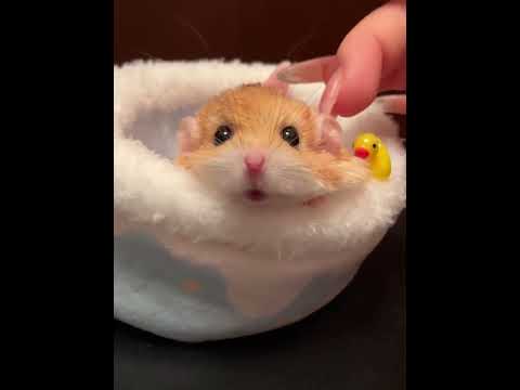 Baby you are a surprised little bread#Macaroni mouse#How cute#Cat Owner s Diary#Cute Pet D