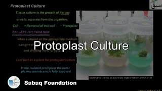 Protoplast Culture