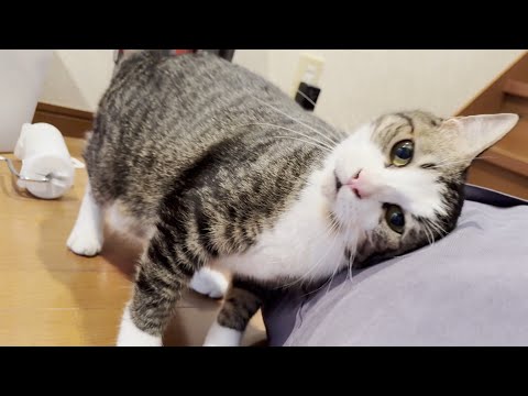 お母さんとお父さん、どっちでもいいからニャーニャー甘えたい猫