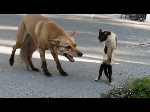 Gatos Que Zoam Completamente os Cachorros