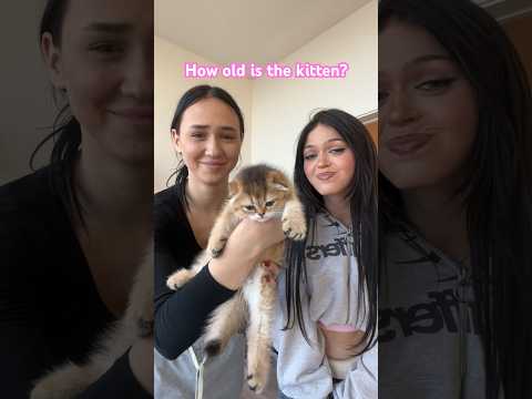 Who has cats? 🐱 #nevada #tiktok #ytshorts #kitten
