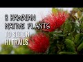 Hawaiian Native Plants and Conservation
