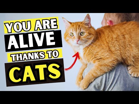 7 Surprising Ways Cats Protect Your Life Daily! You Won’t Believe #5!