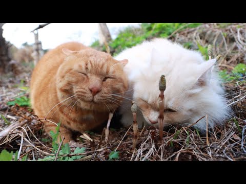 猫の動画サムネイル - つくしとねこ　　250506