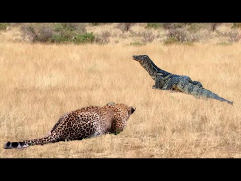 Aghast! The Brutal Moment When the Fierce Lion Couldn't Avoid The Giant Lizard Bites