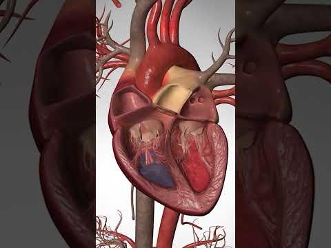 🫀 Heart Attack vs Cardiac Arrest vs Heart Failure – What’s the Difference? |NEET 2026 | NEET BIOLOGY
