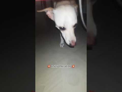 💥 ONLY ONE VEDI 💥 #ganeloft039 #like #share #support #subscribe #youtube #diwali #tiktok #reels