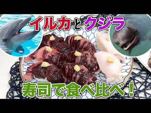 イルカとクジラ 寿司で食べ比べ!