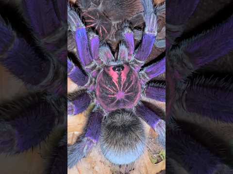 ULTRA RARE TARANTULA FINDS LOVE!! 🥵