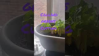 Regrowing store bought Collard Greens