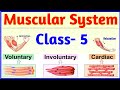 Muscle System Concepts and Functions