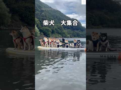 柴犬の愛らしさ満喫！癒しの大集合映像 サムネイル