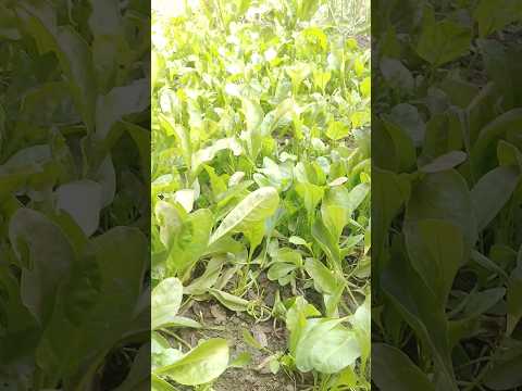 || Palak ki harvesting#mini vlog#smt Lalita chouhan official 🥰🥰🥰 ||