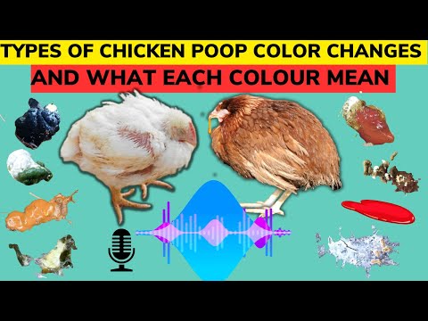 COMMON TYPES OF CHICKEN POOP COLOR CHANGES | WHAT EACH COLOR CHANGE MEANS & ALL RELATED DISEASES