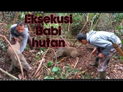 EKSEKUSI BABI HUTAN (Butuh keahlian khusus menangkap babi satu ini)