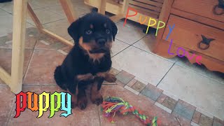NUEVO MIEMBRO EN LA FAMILIA | ROTTWEILER PUPPY (NERÓN)
