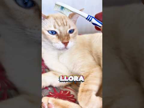 Experimento con mis GATOS lloran? #gatos