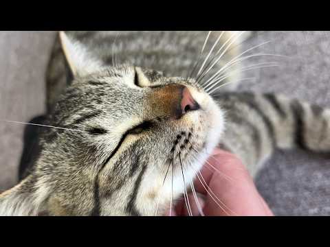 【保護猫】保護した子猫に懐かれ過ぎて一緒に過ごす休日が最高すぎる件について