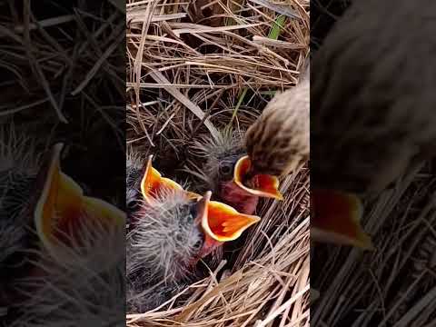 Pipit Bird’s Little Family in the Nest | Beautiful Nature Moment #shorts