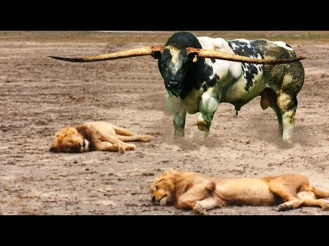 Revenge of the Buffalos: Enemy Lions !