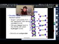Exploring DNA Structure and Replication