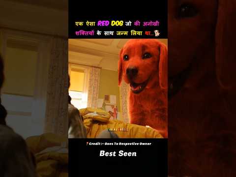 A RED DOG that was born with unique powers...🐕 Best Seen #shorts